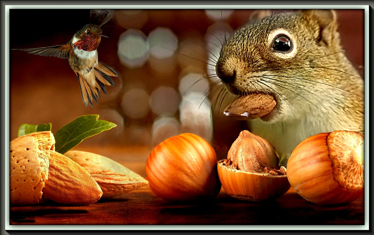the squirrel nuts fruit free photo
