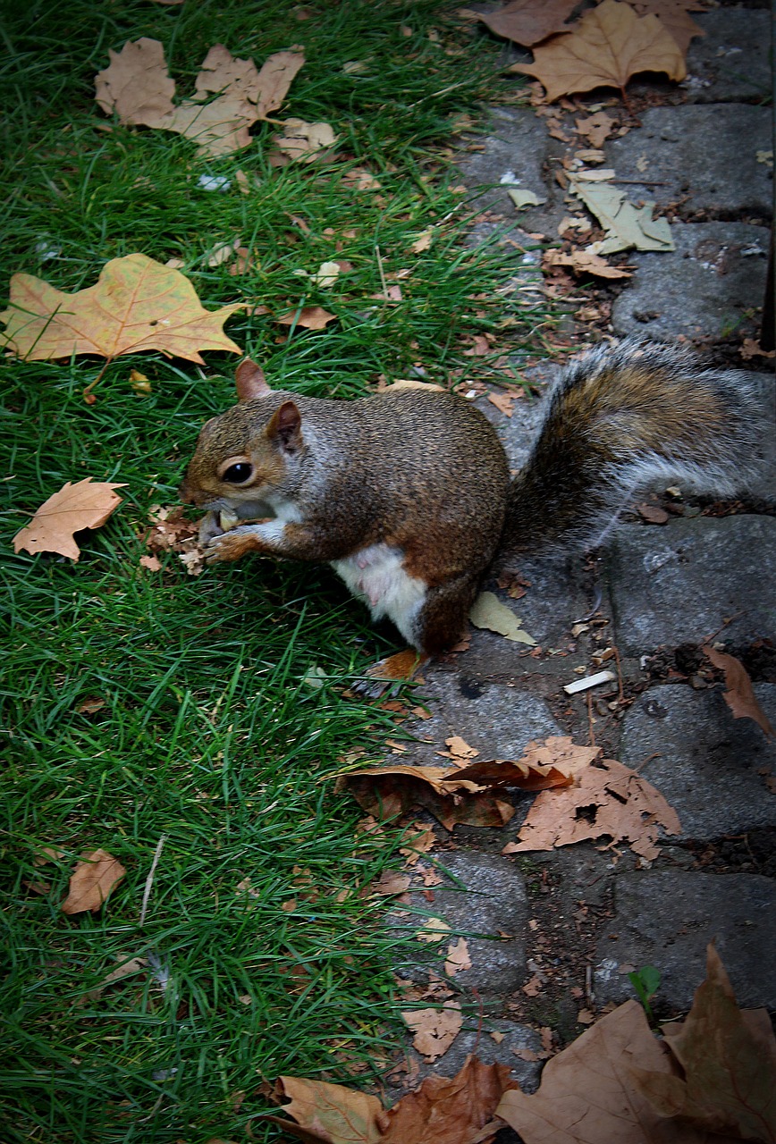 the squirrel animal rodent free photo