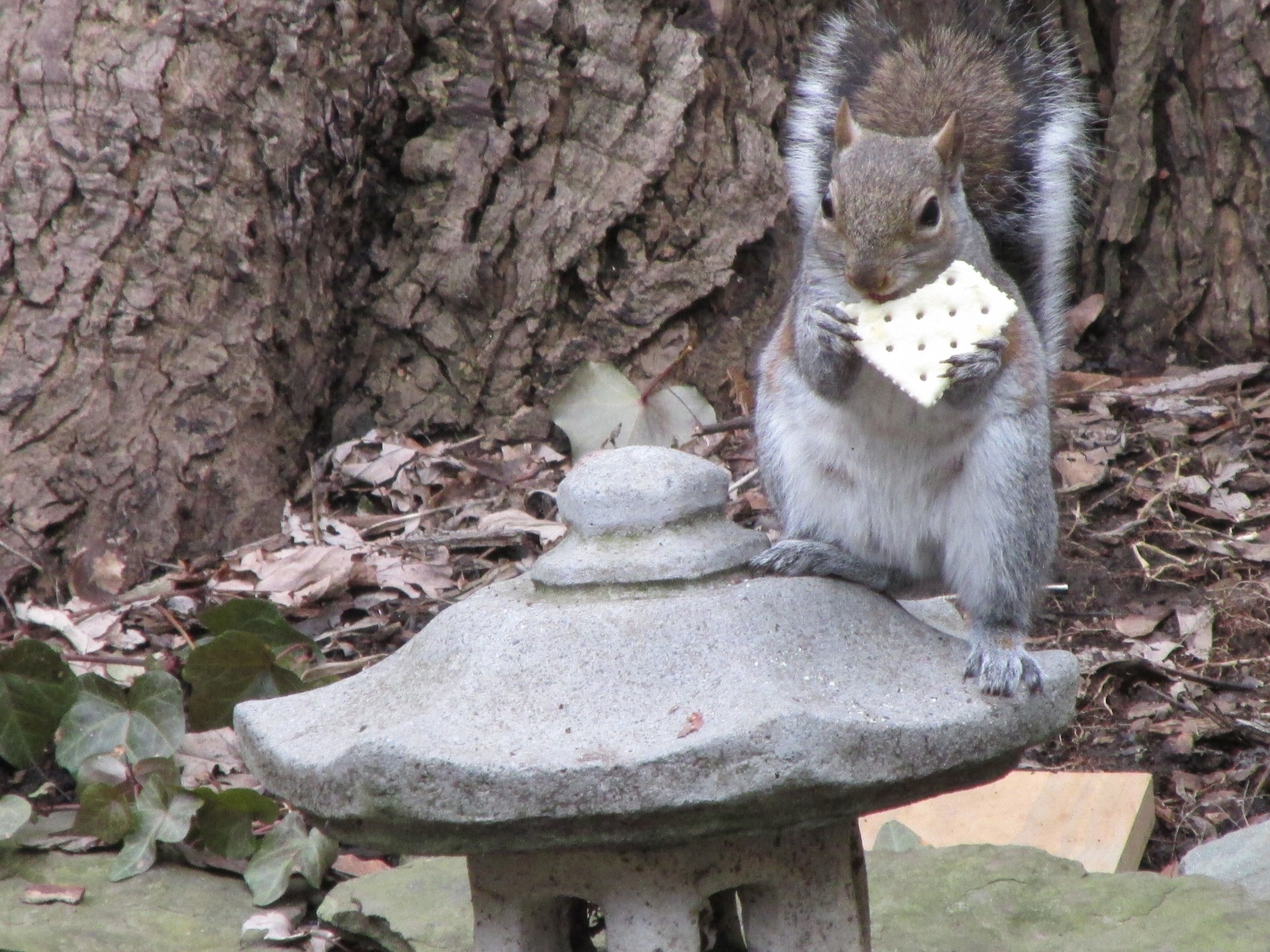 squirrel north american animals animals free photo