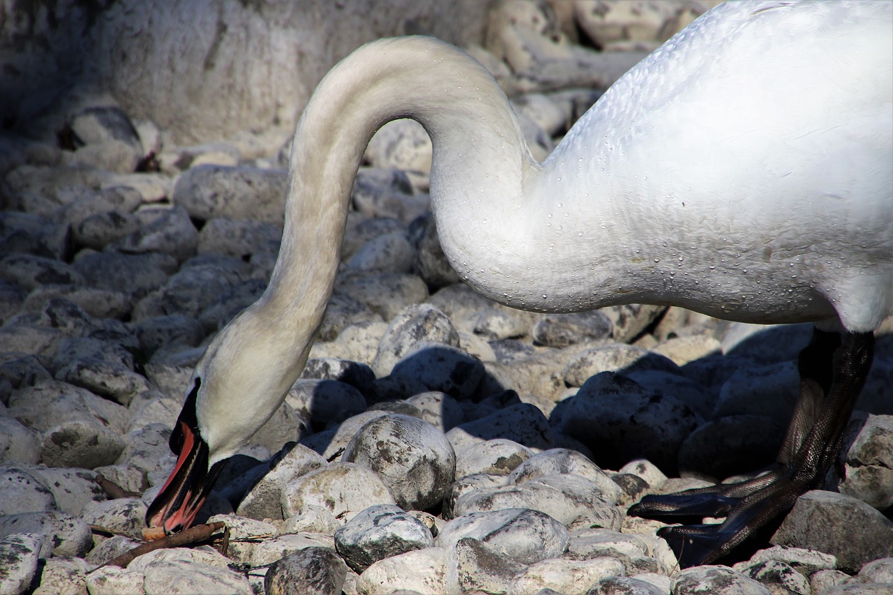the stones bird swan neck free photo