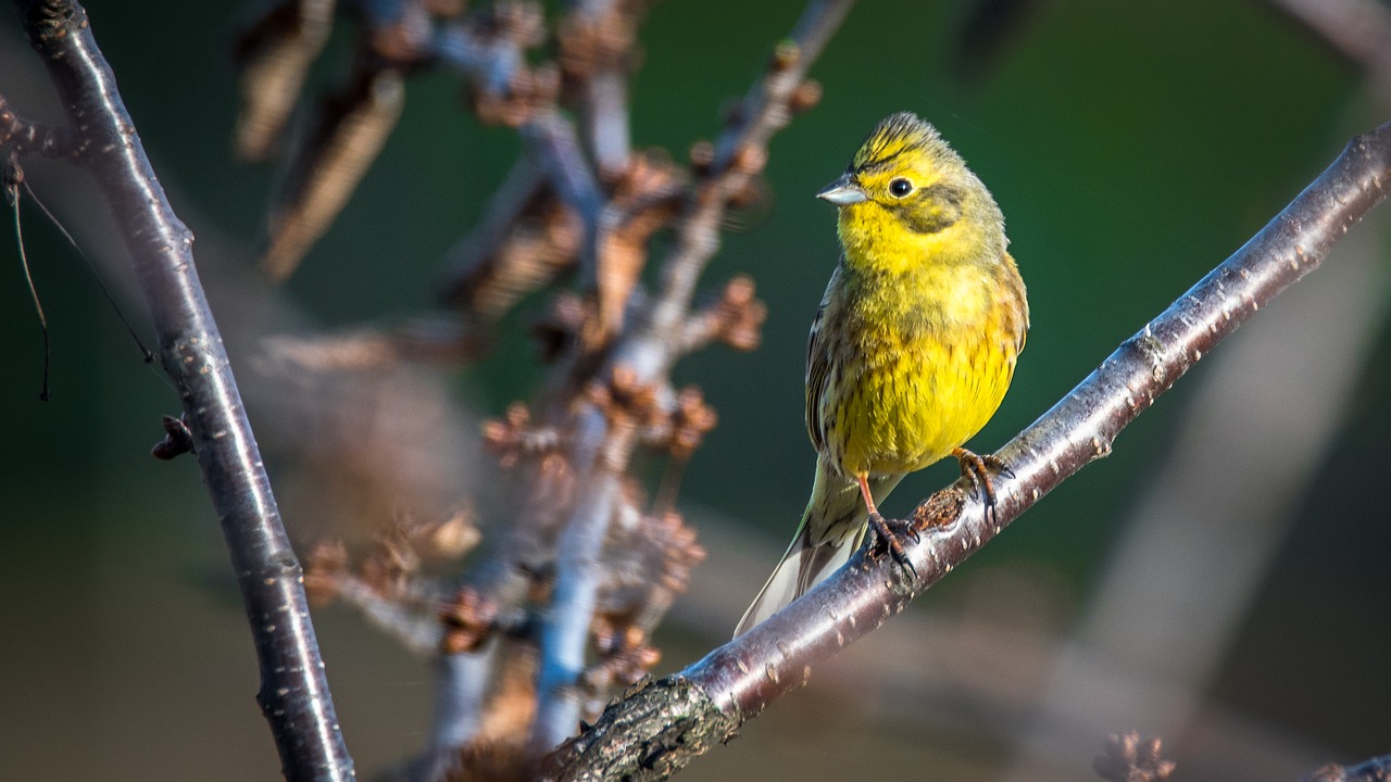 the strand bird small free photo