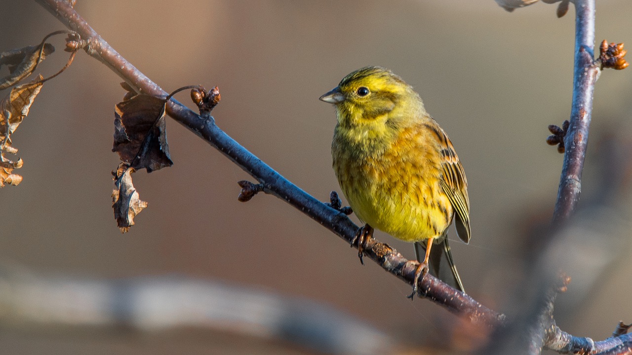 the strand bird nature free photo