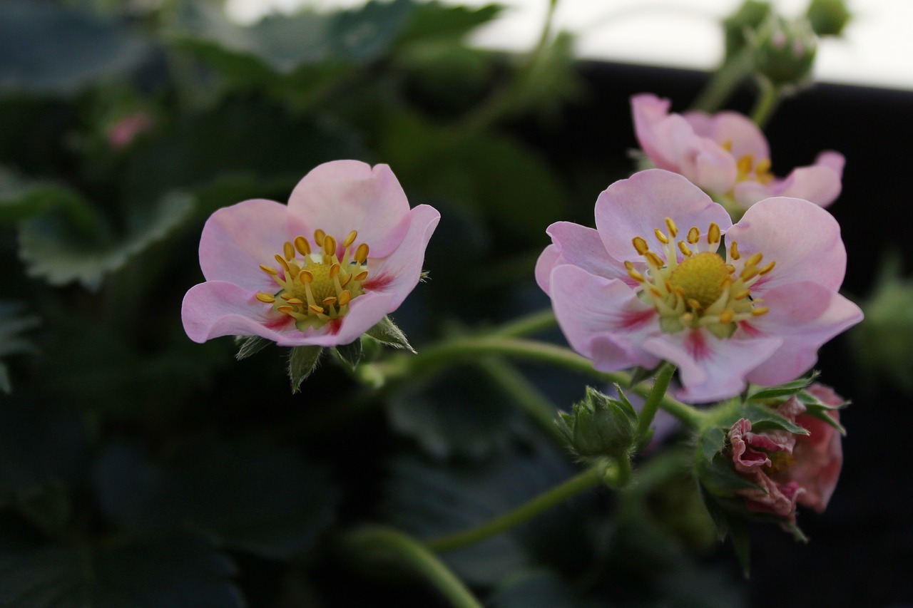 the strawberry patch flower plants free photo