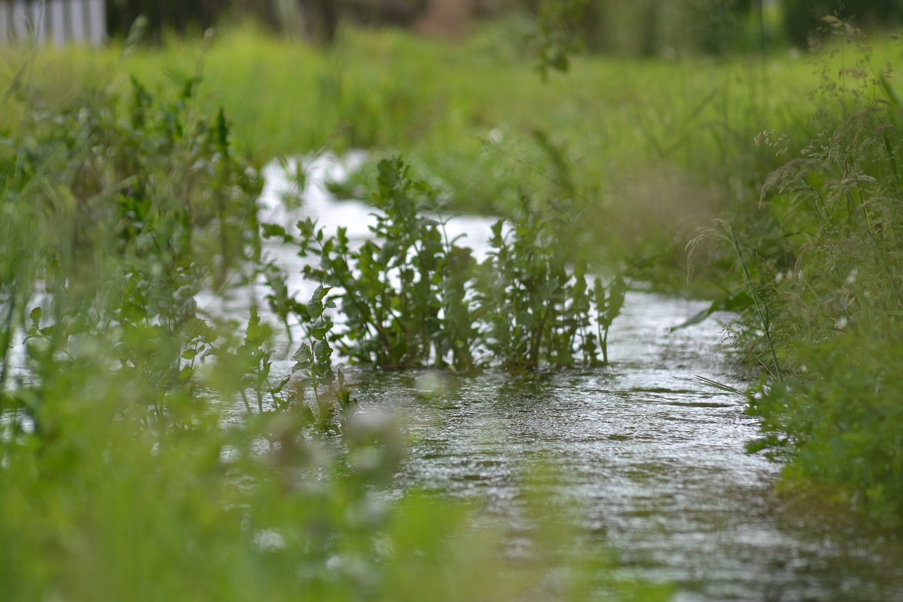 the stream quietly sings and the bushes listen free photo