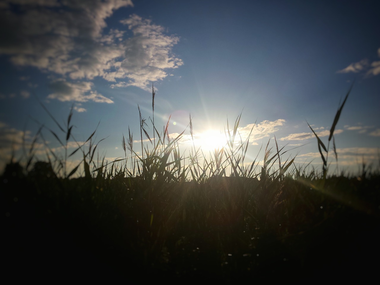 the sun sky meadow free photo