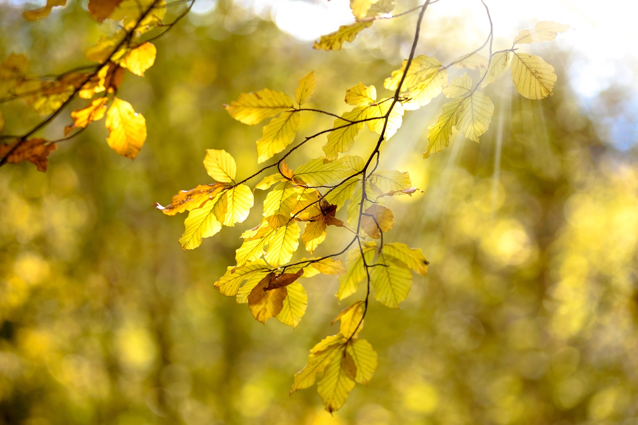 the sun autumn yellow free photo