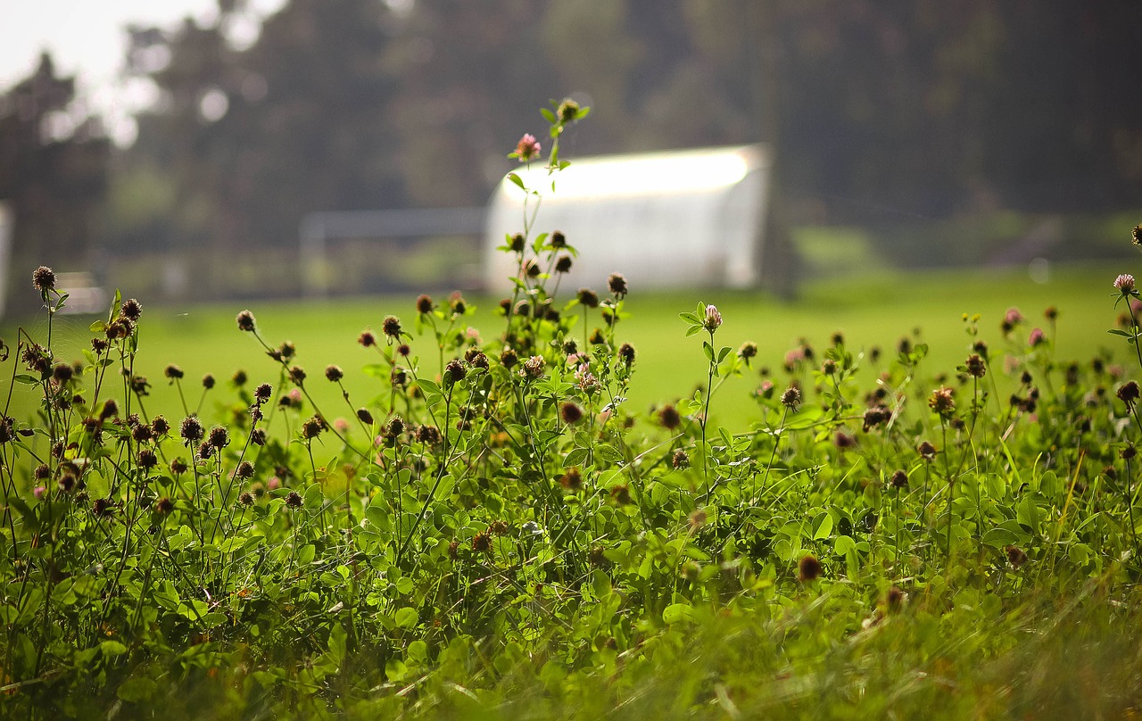 the sun grass meadow free photo