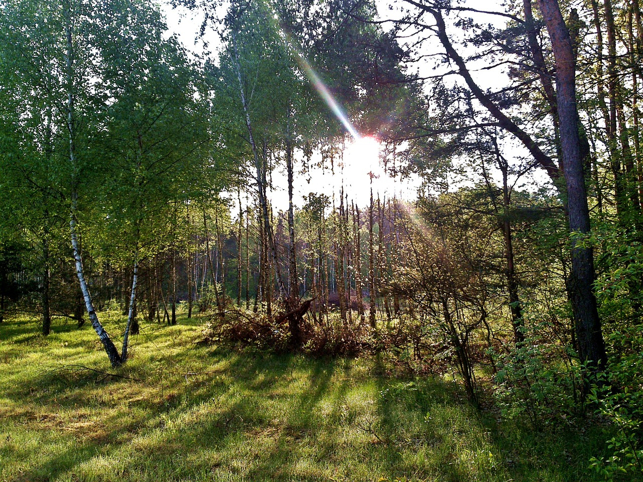 the sun tree nature free photo