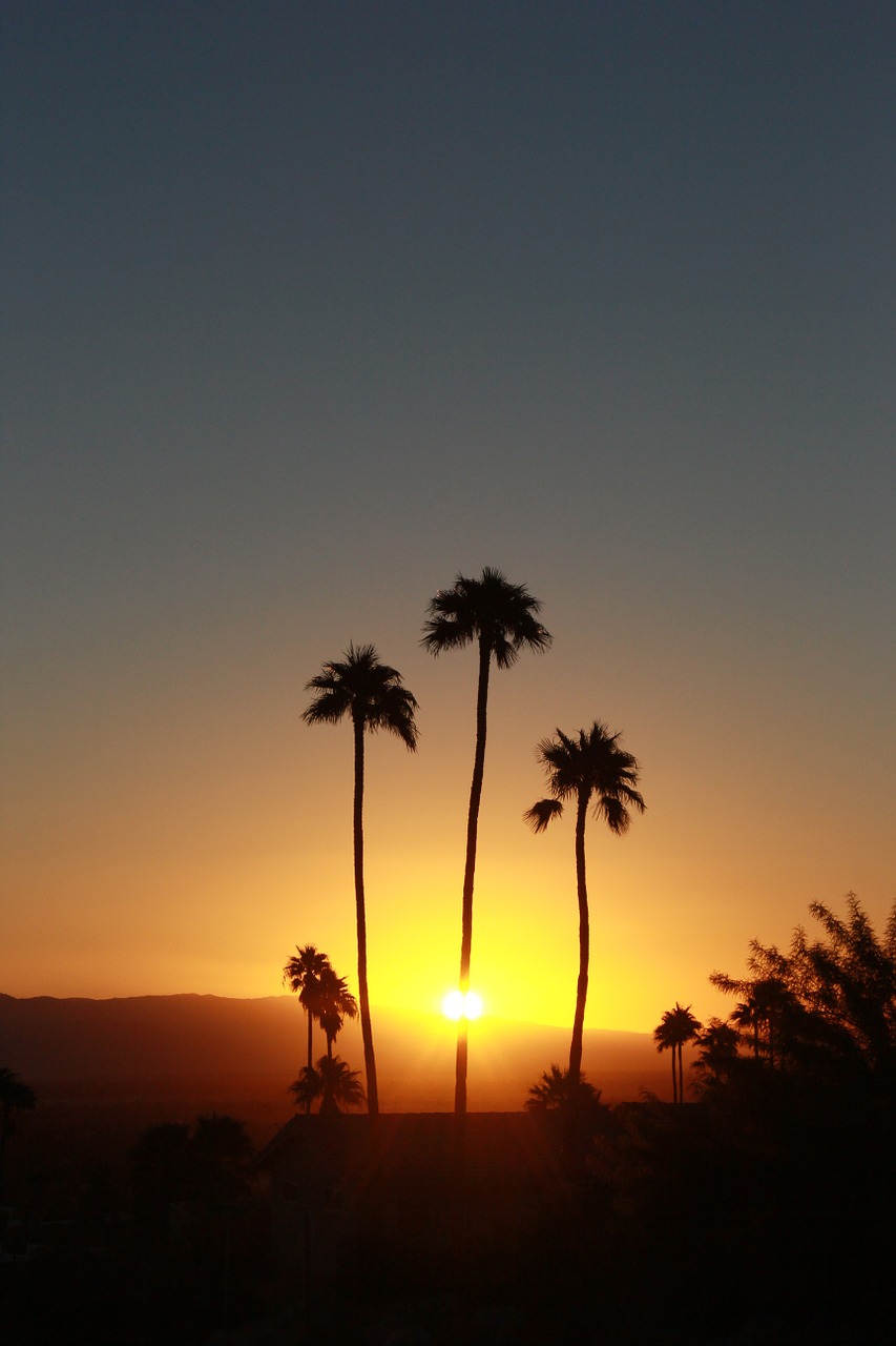 the sun palm trees sky free photo