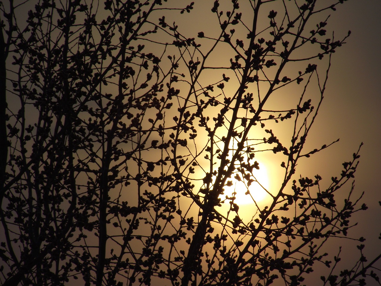 the sun tree shadow free photo