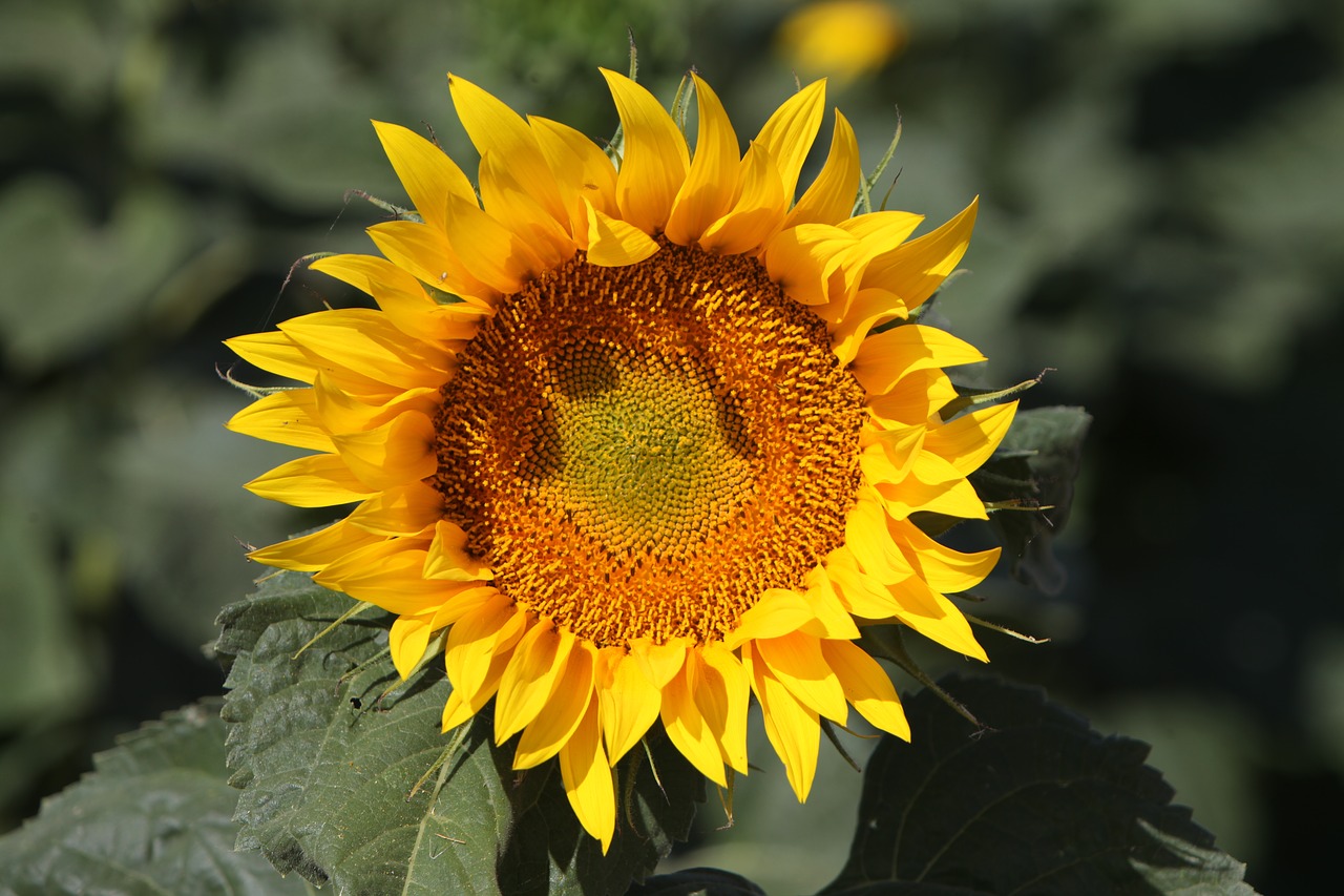 the sunflower the sun in the meadow summer free photo