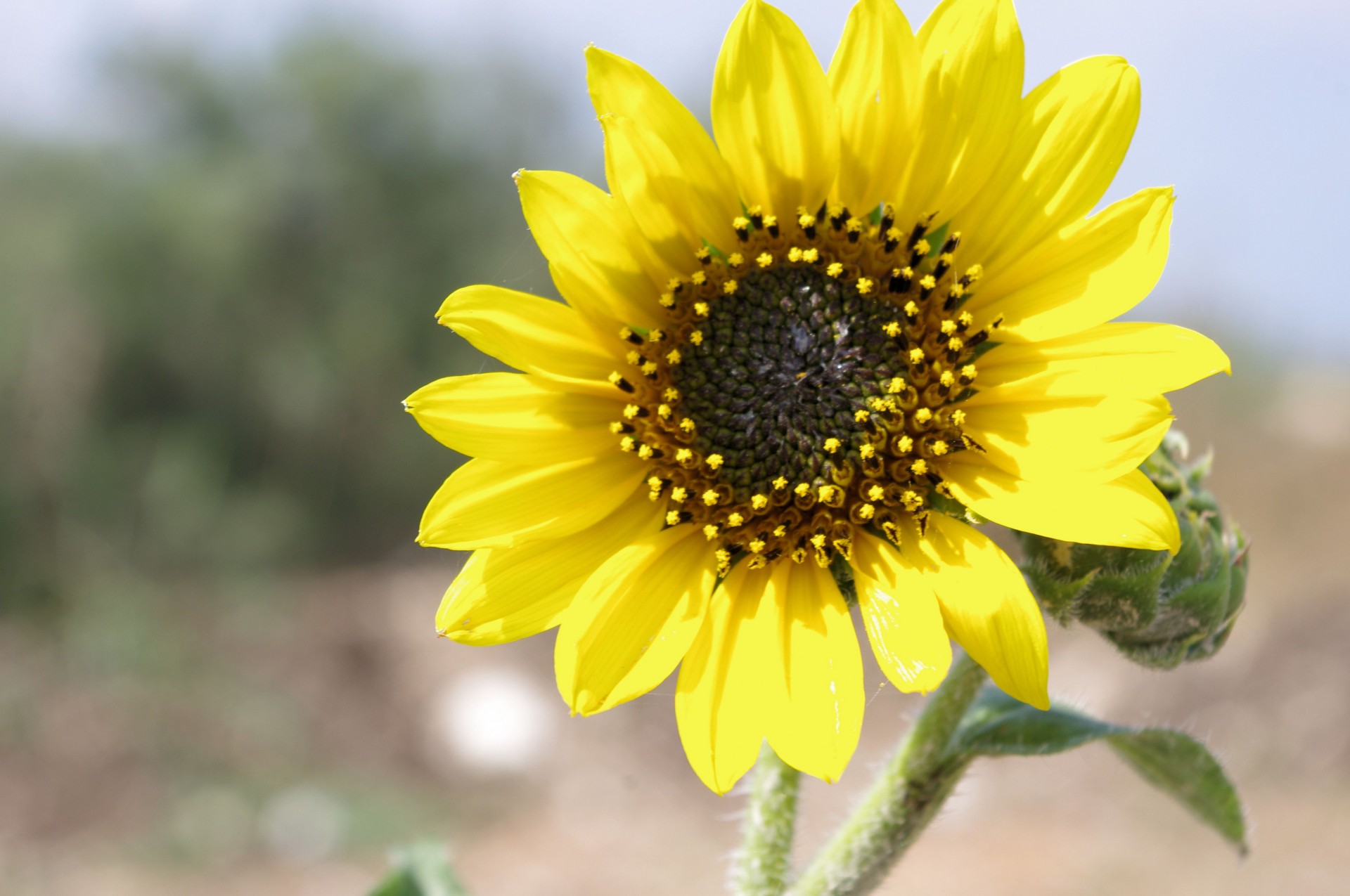 the sunflower yellow sun free photo
