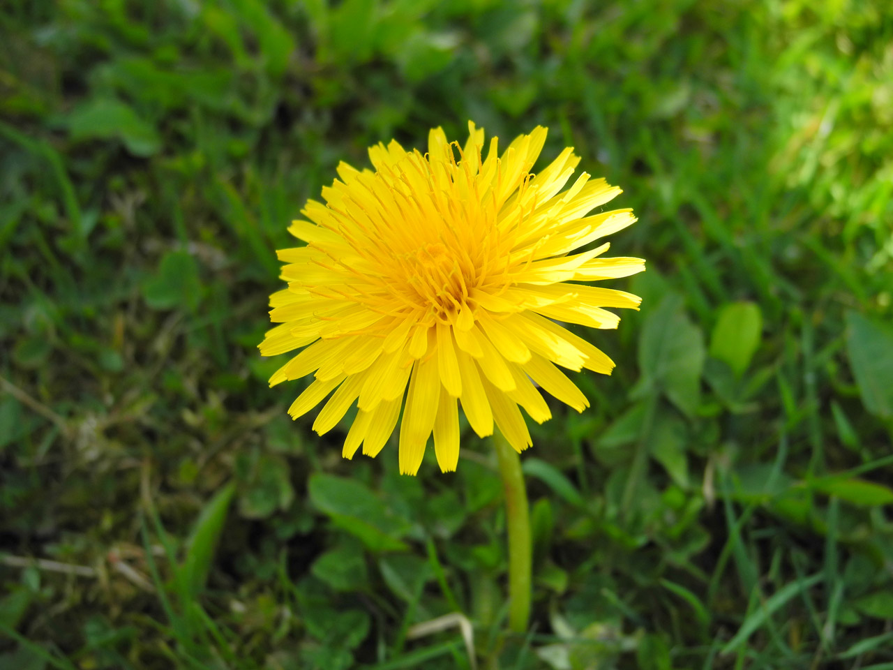 yellow dandelion grass free photo