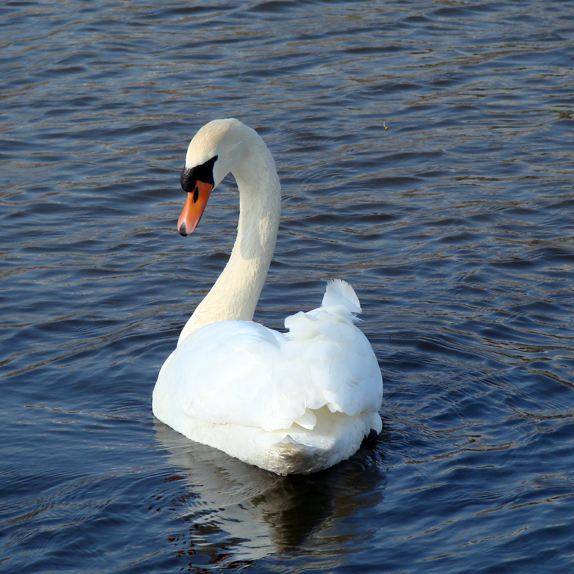 swan water curved neck free photo