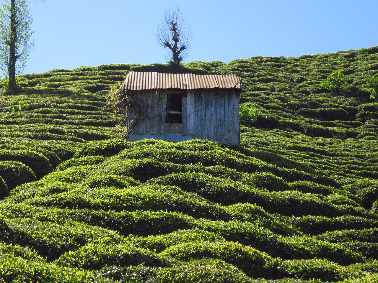 the tea plantations hut rize free photo