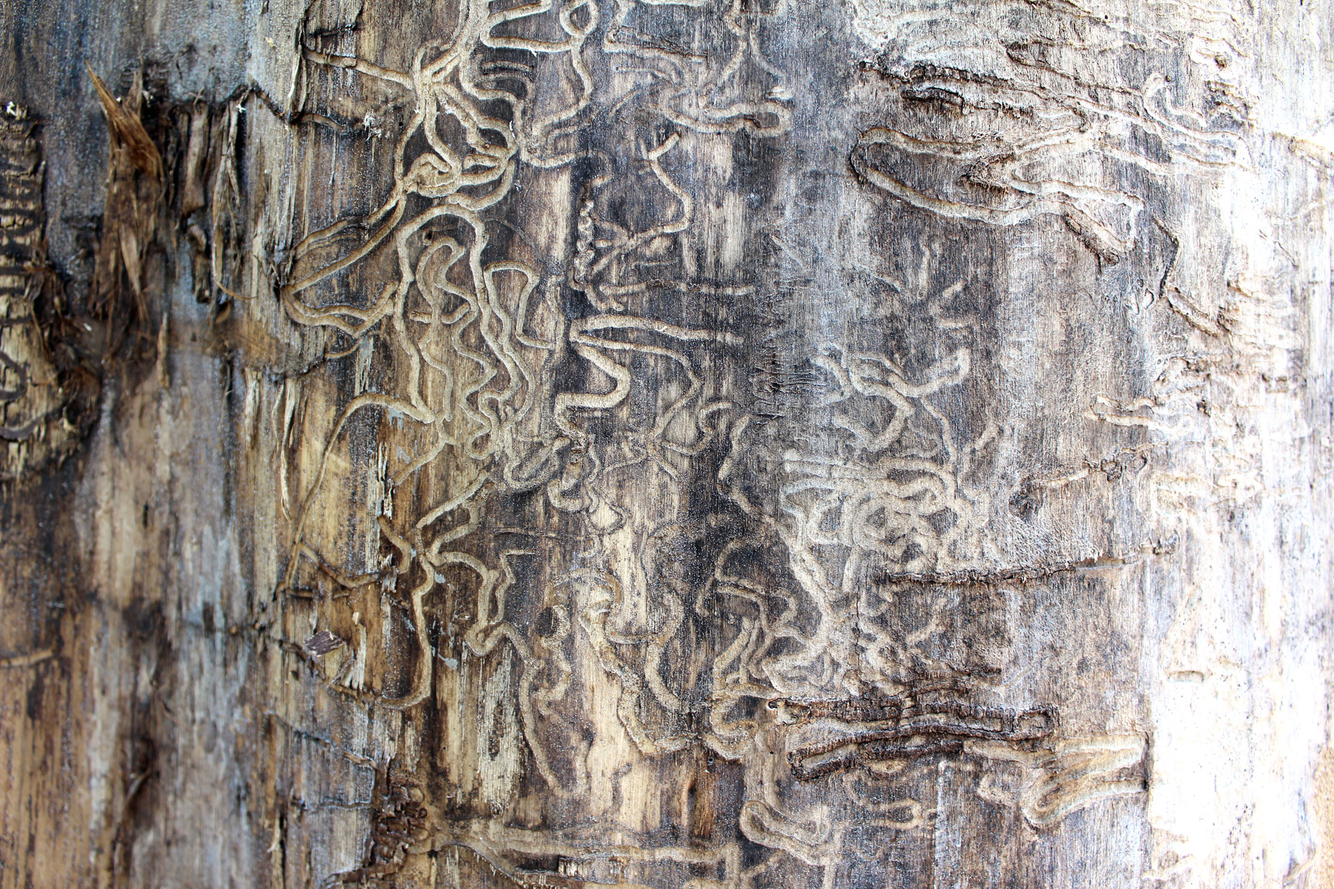 termite tracks tree free photo