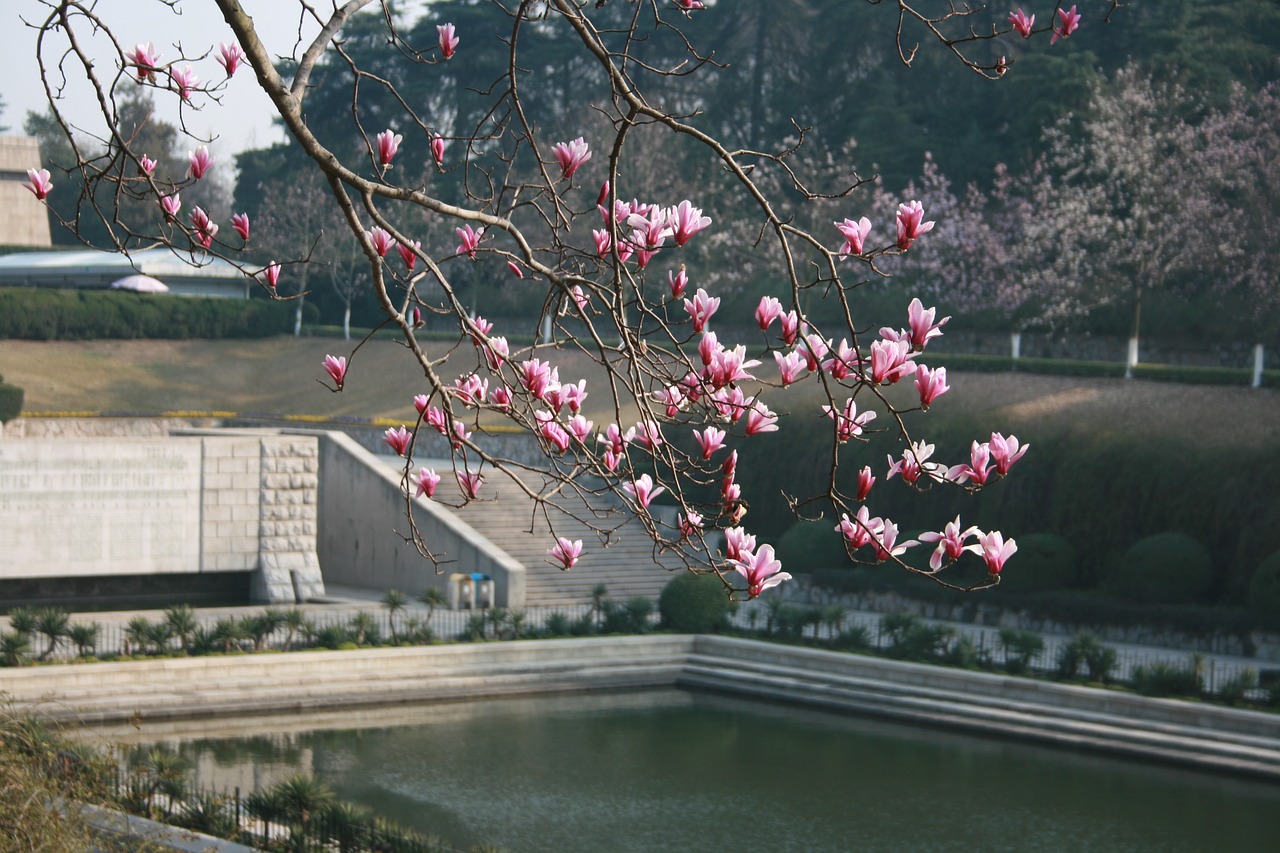 the terrace memorial pool begonia free photo