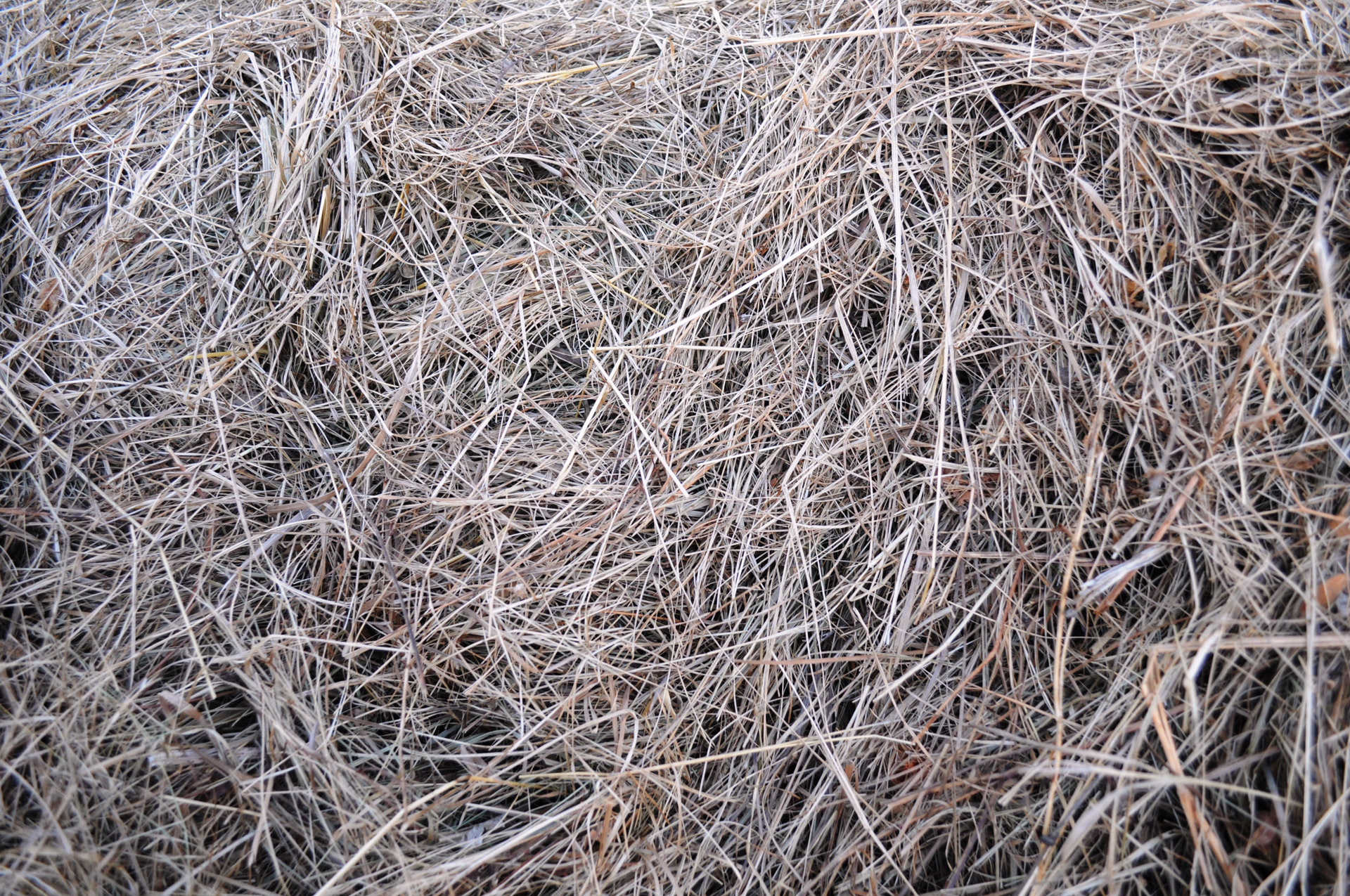 texture hay grass free photo