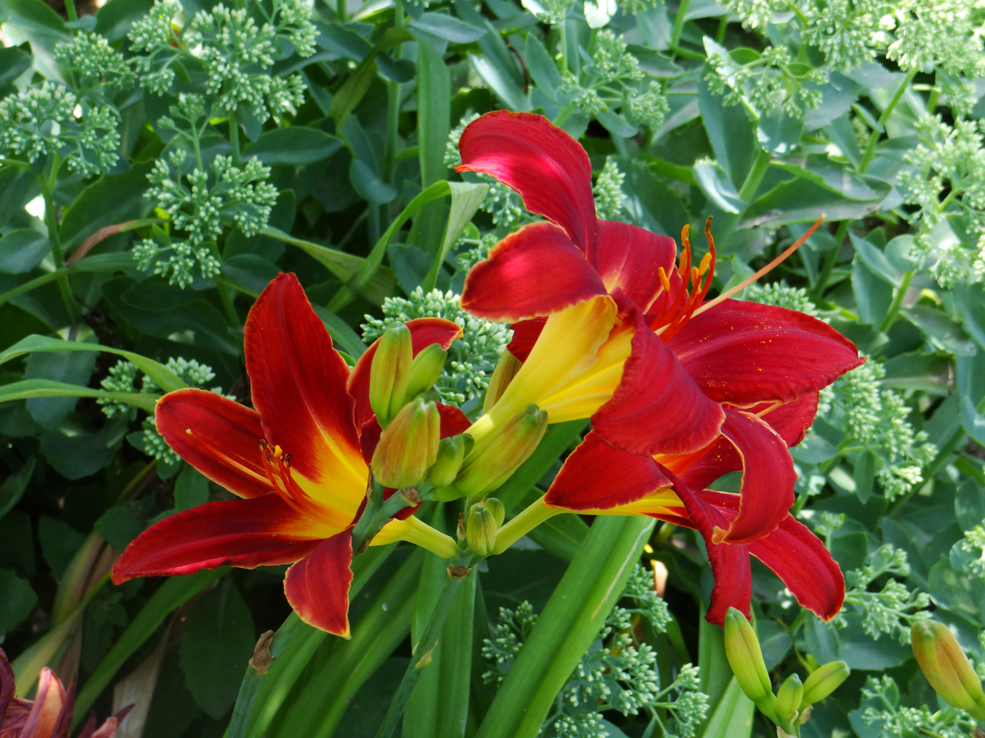 day lilies group vibrant free photo