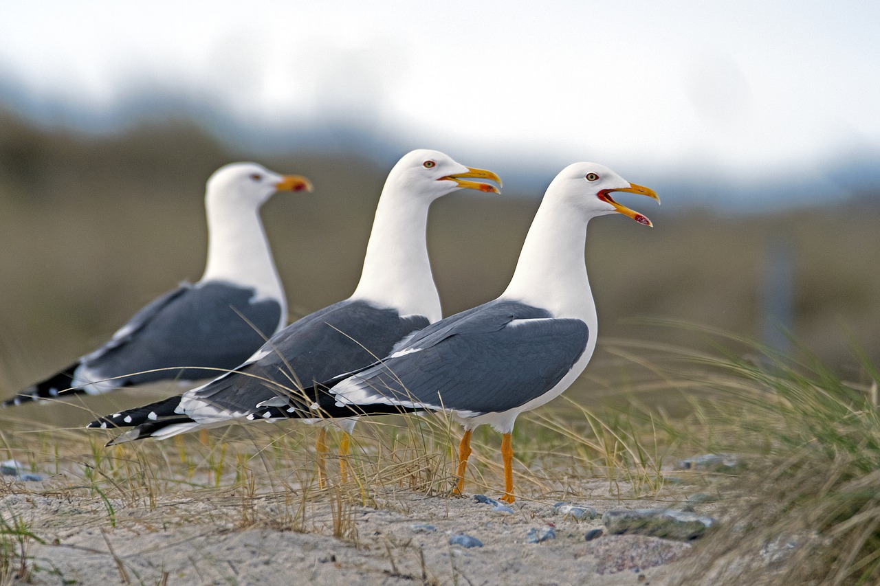 the three graces herring gulls gulls free photo