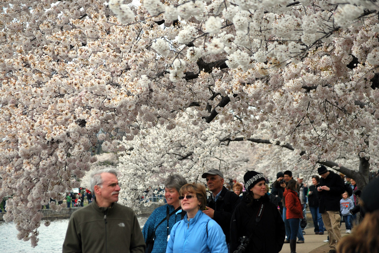 tourist people tree free photo