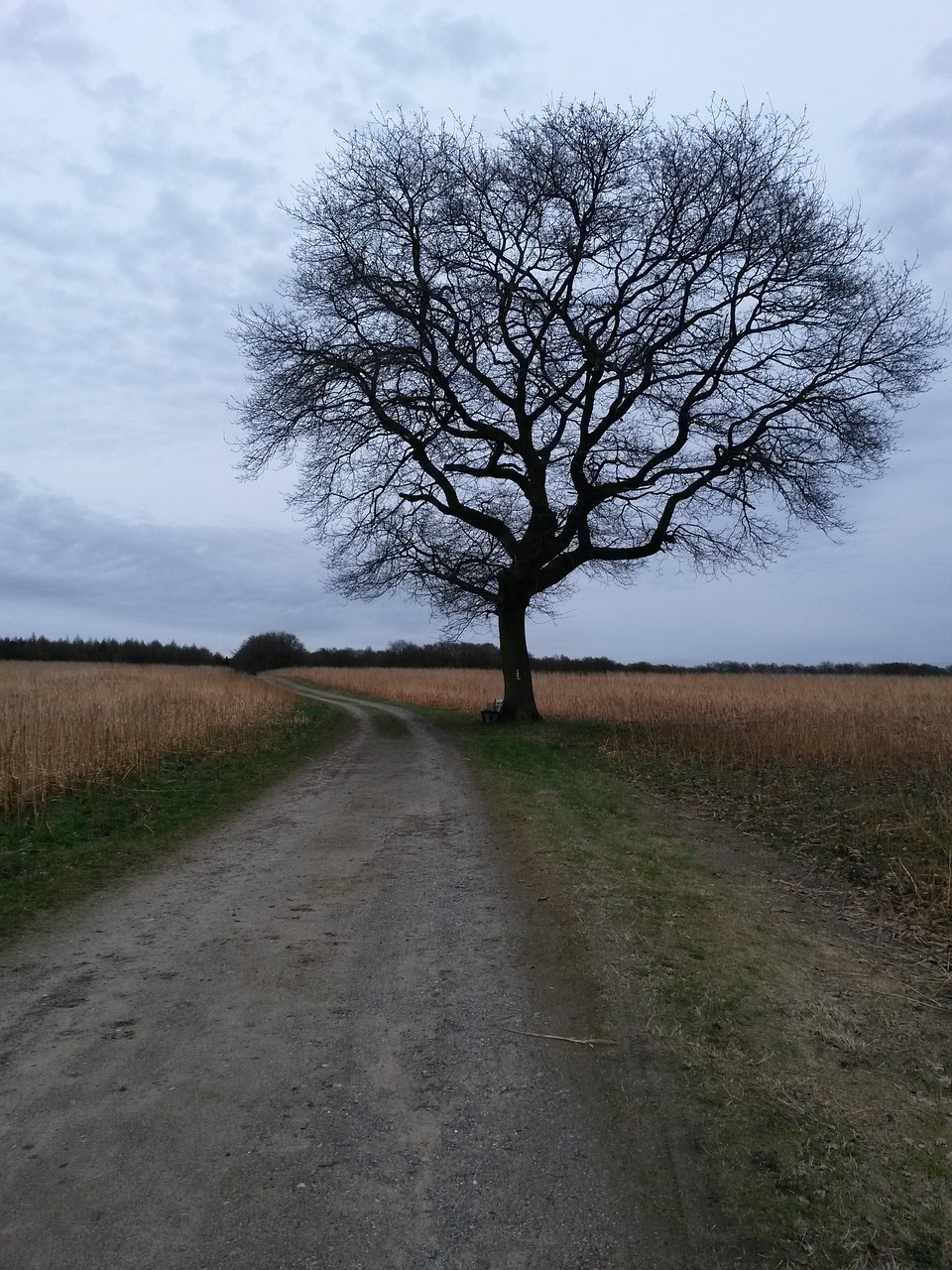 the tree landscape nature free photo