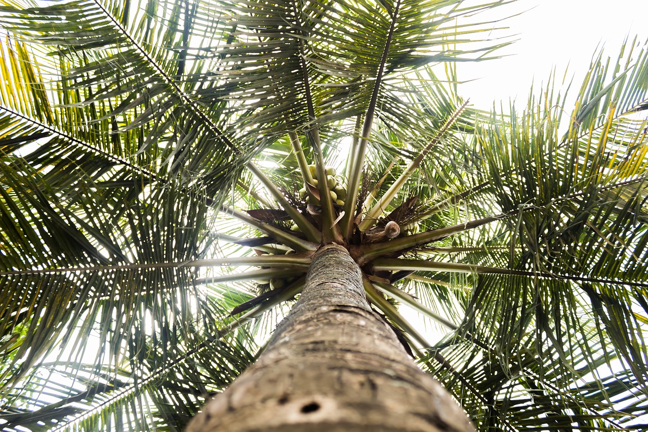 the tree coconut the natural scenery free photo