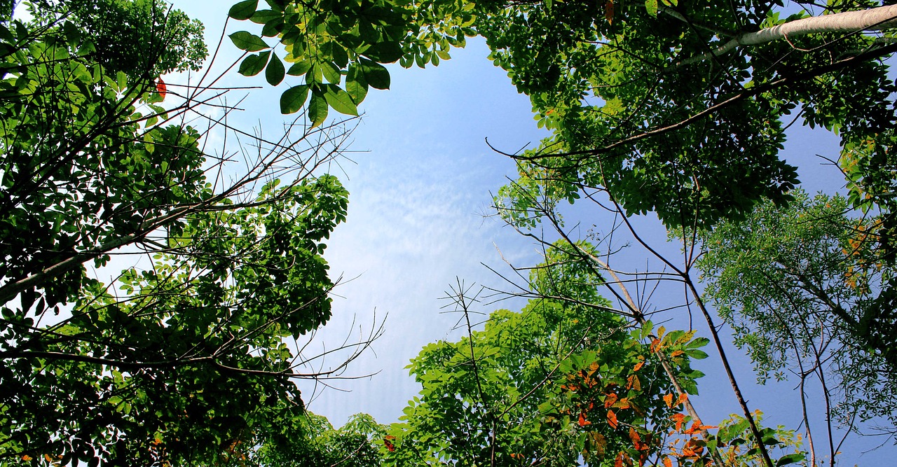 the tree  nature  leaf free photo