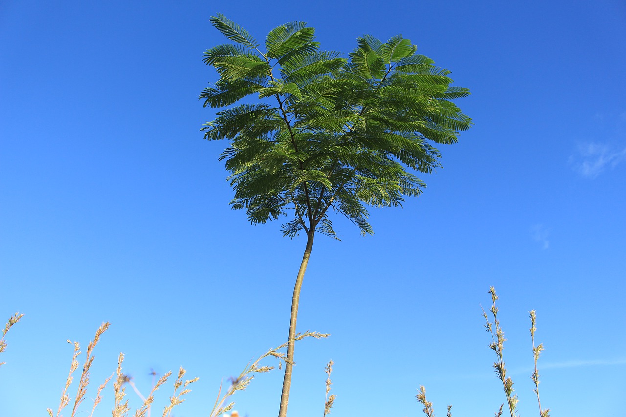 the tree  nature  the landscape free photo