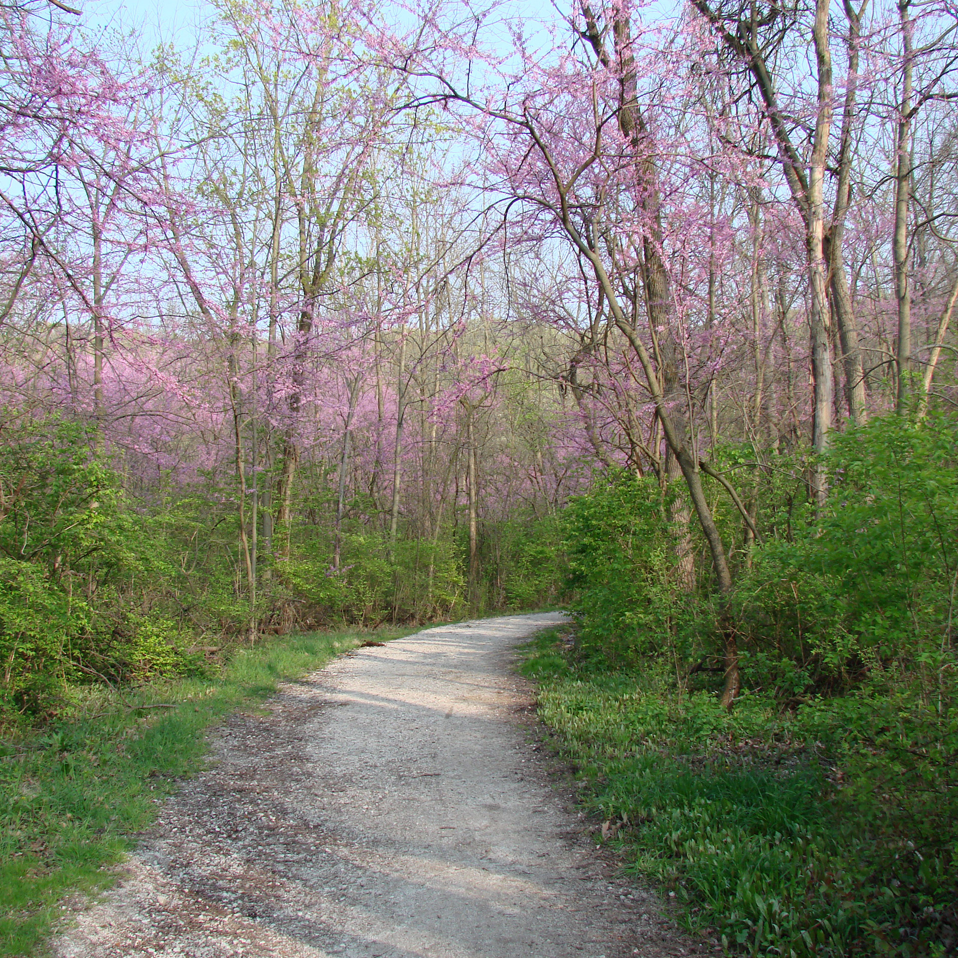 path trees flowering free photo