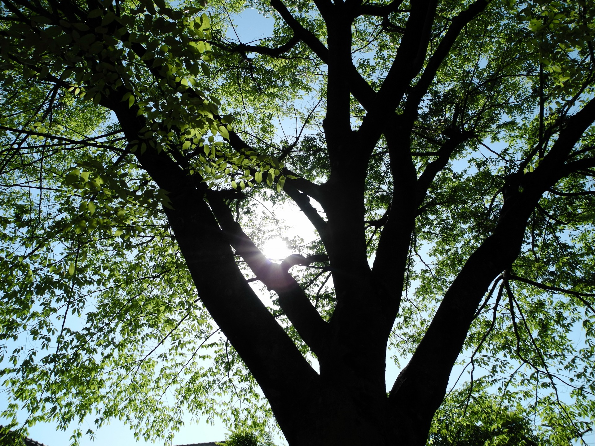 tree silhouette wood free photo