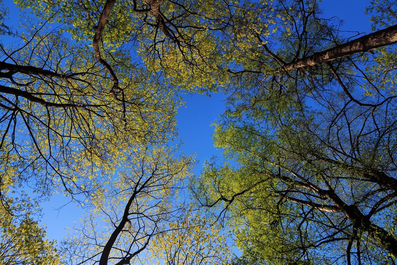 the trees  sky  krone free photo