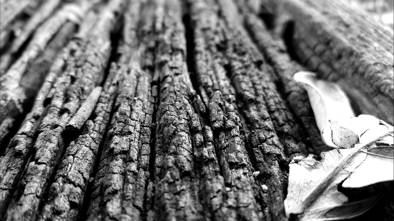 the trunk bark wooden free photo