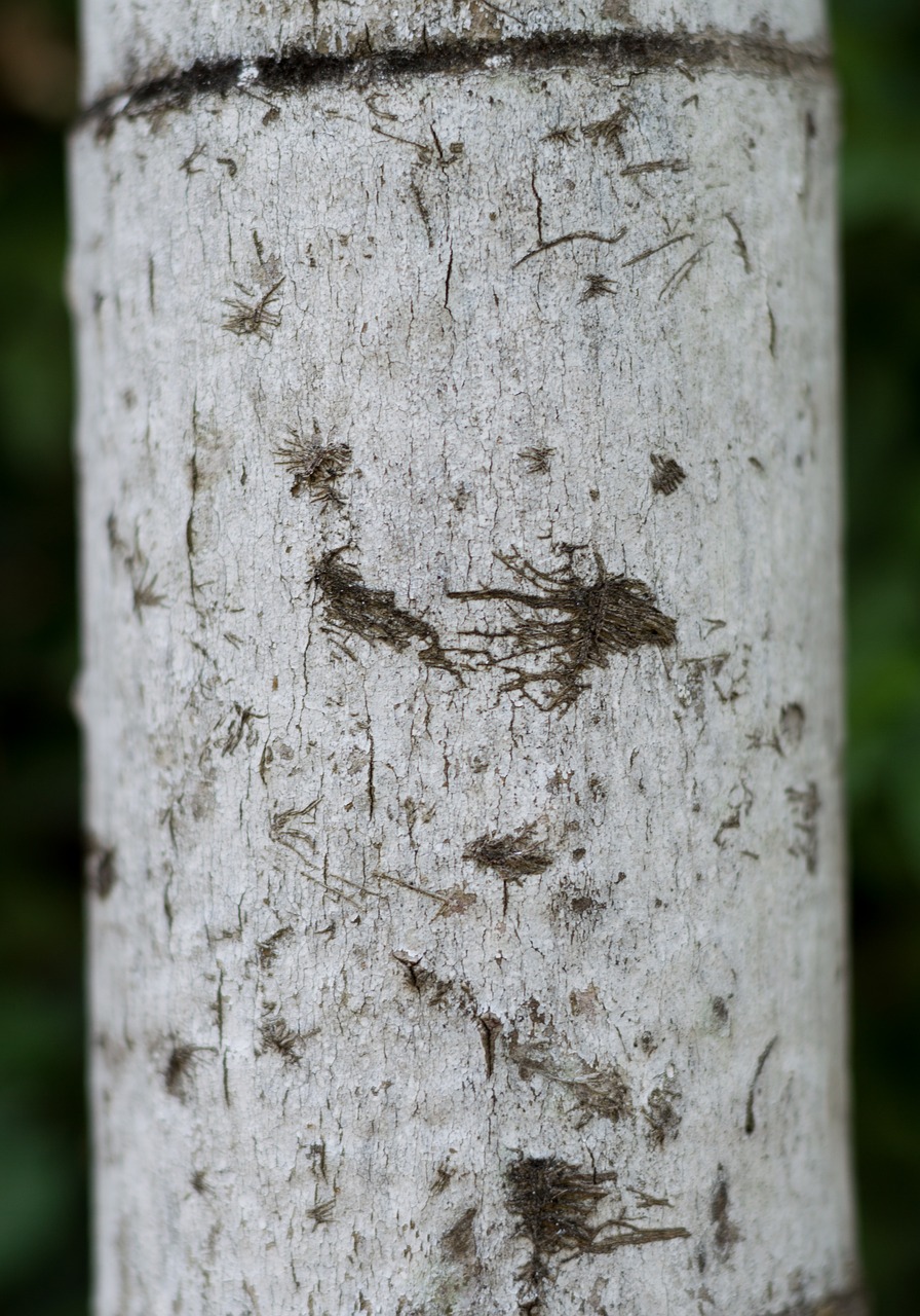 the trunk of the tree the stem texture the tree free photo