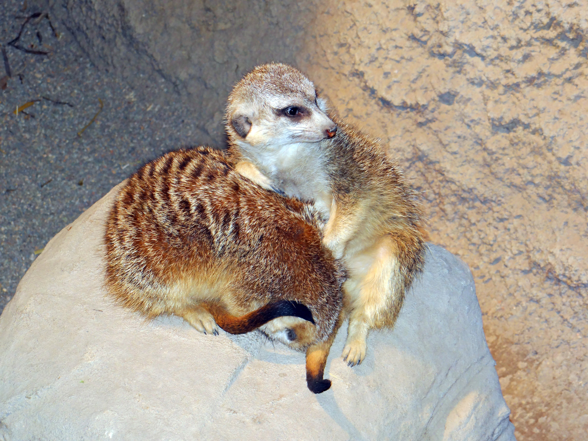 meerkats live groups southern free photo