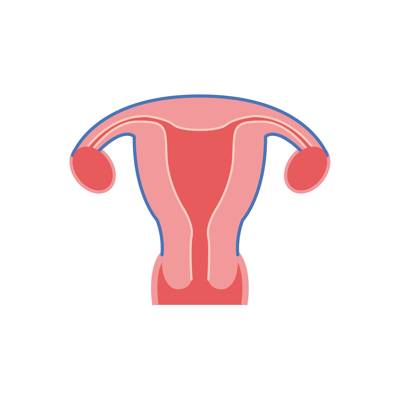 the uterus uterus shape the uterus model free photo