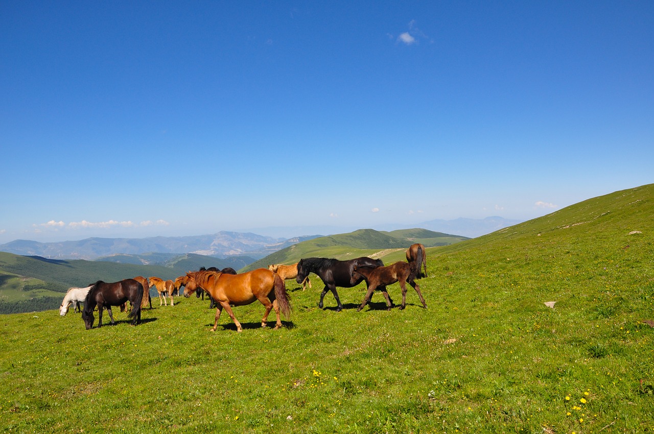 the vast mountain horse free photo