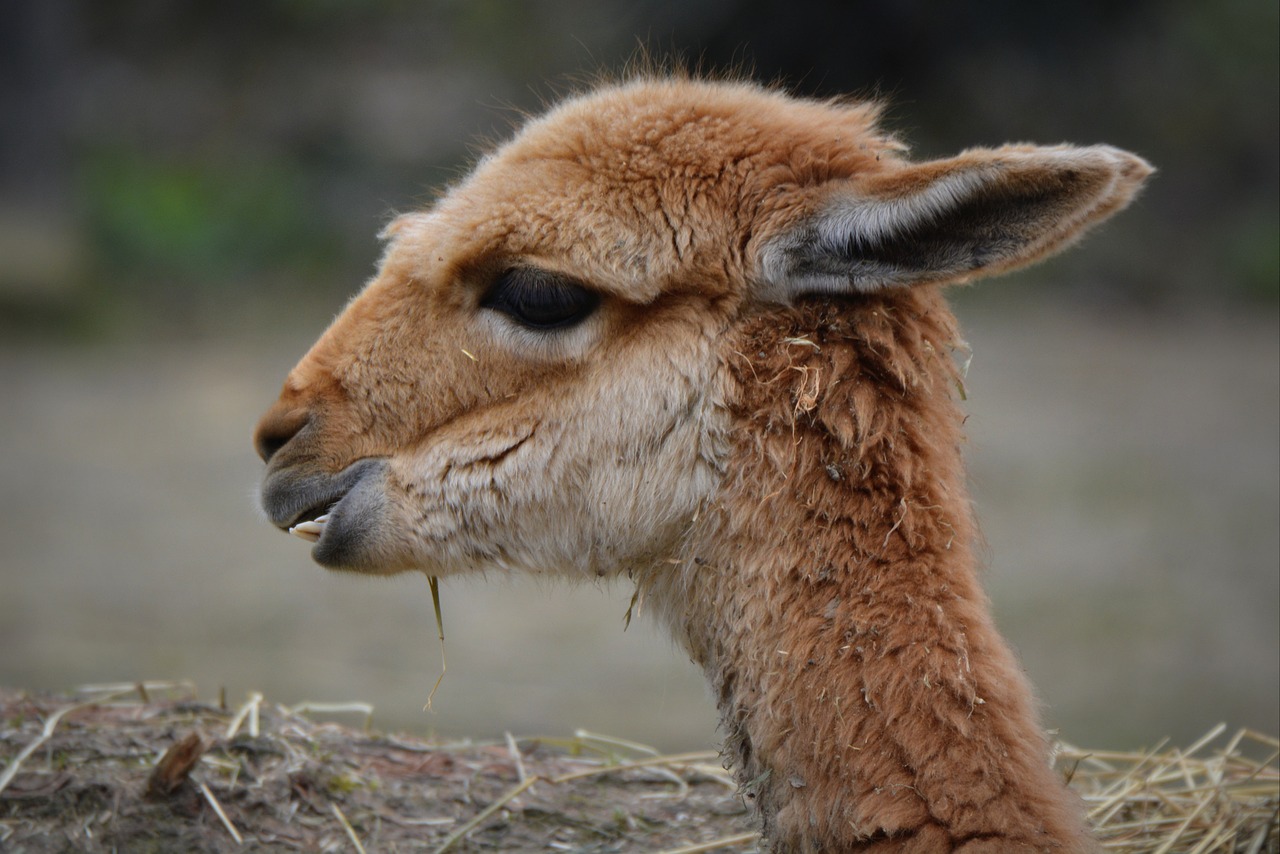 the vicuña animal mammal free photo