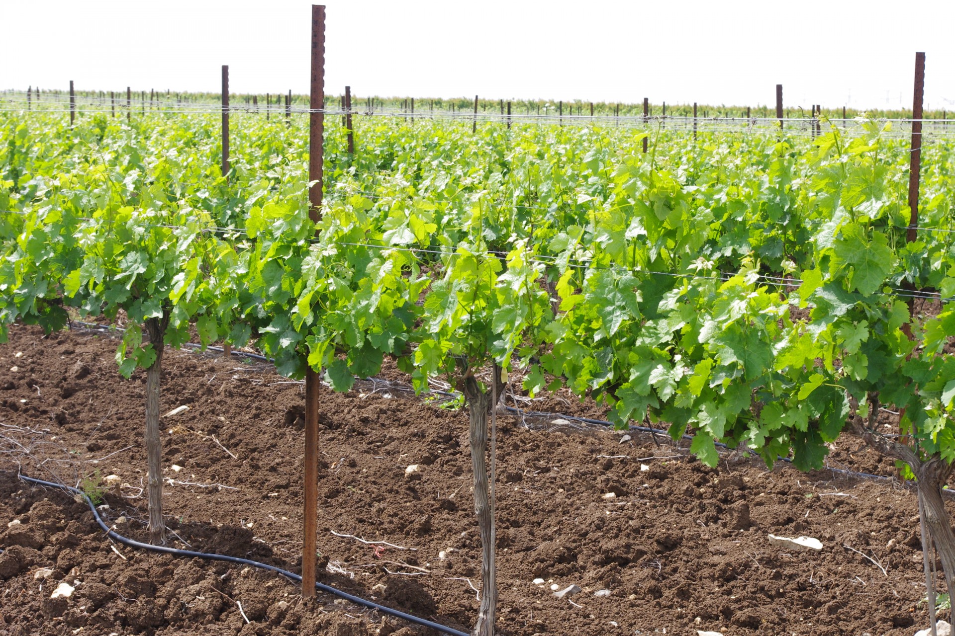 vineyard growth wine free photo