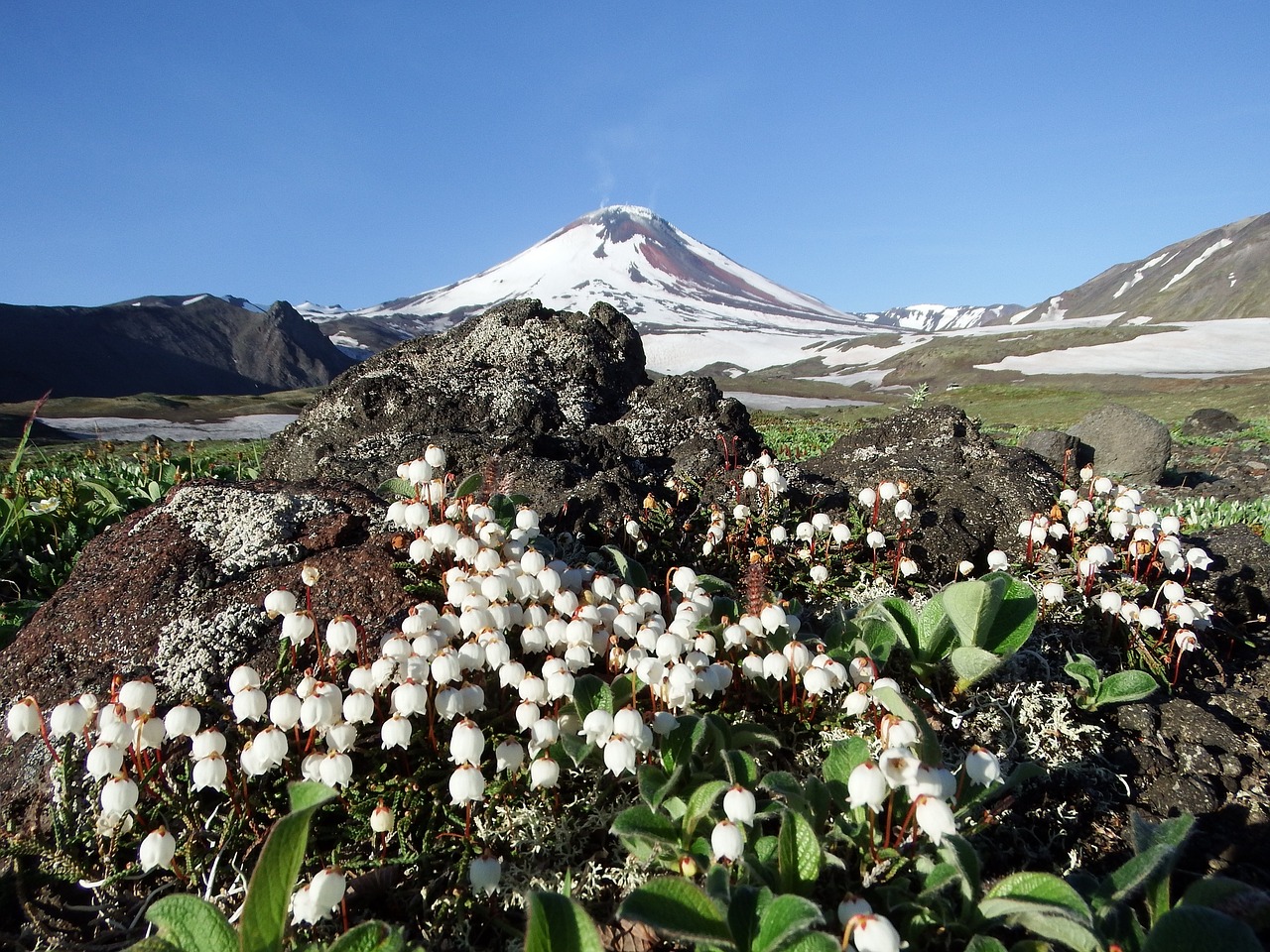 the volcano avachinsky summer flowers free photo