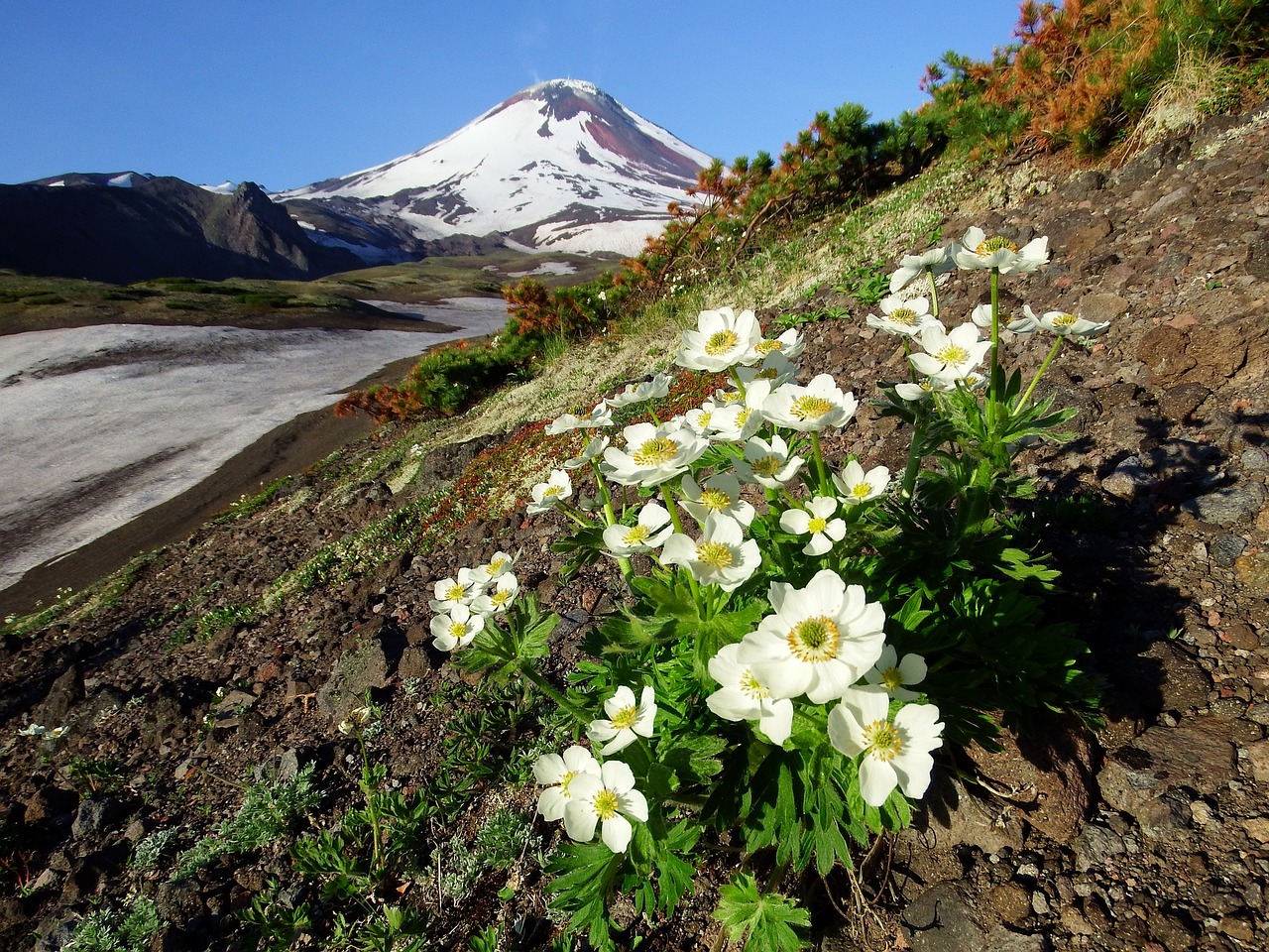 the volcano avachinsky summer flowers free photo