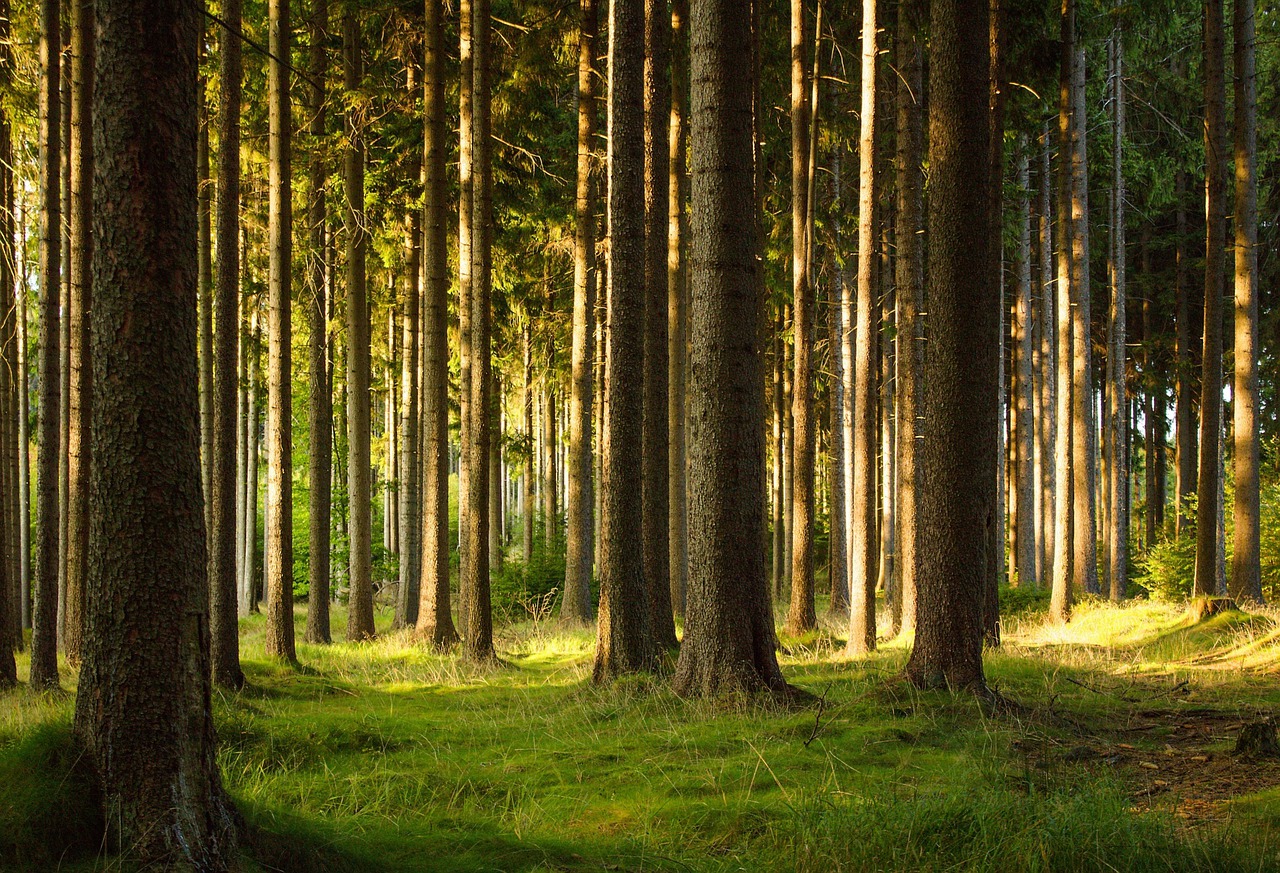 the vysočina region evening in the forest free photo