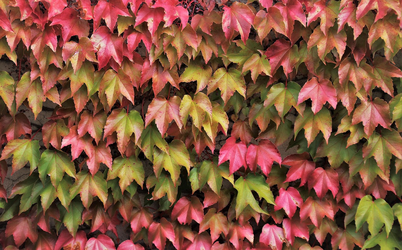 the walls of the  plant  hedge free photo