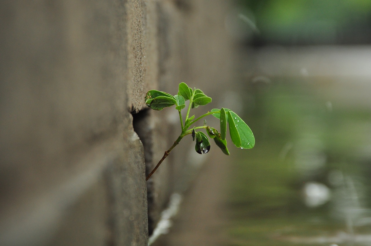 the walls of the root rainy day vitality free photo