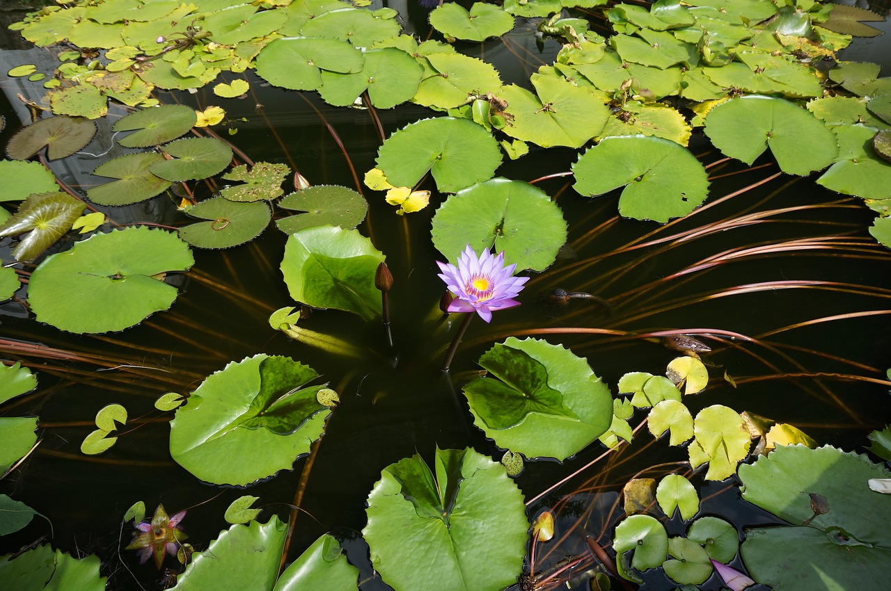 the water lily the national flower of sri lanka asia free photo