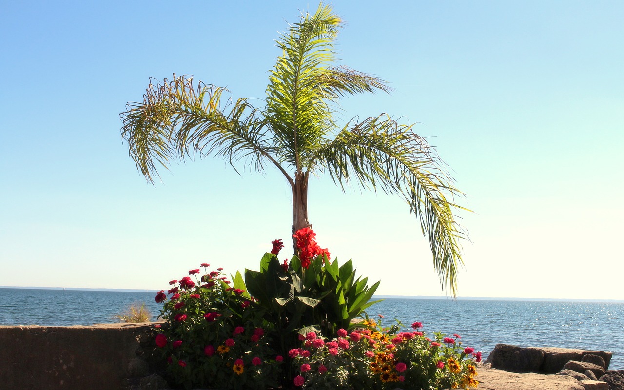 the waterfront palma flowers free photo