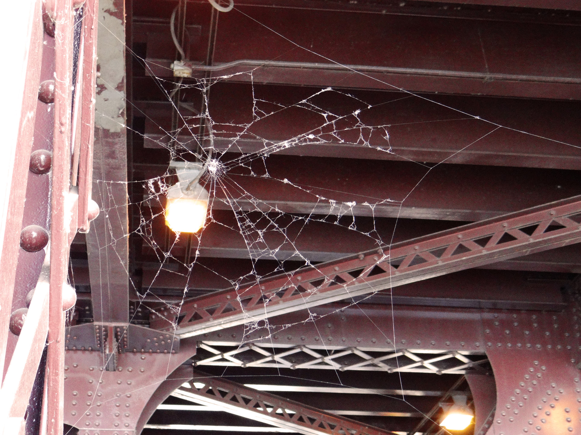 spider web falling apart free photo