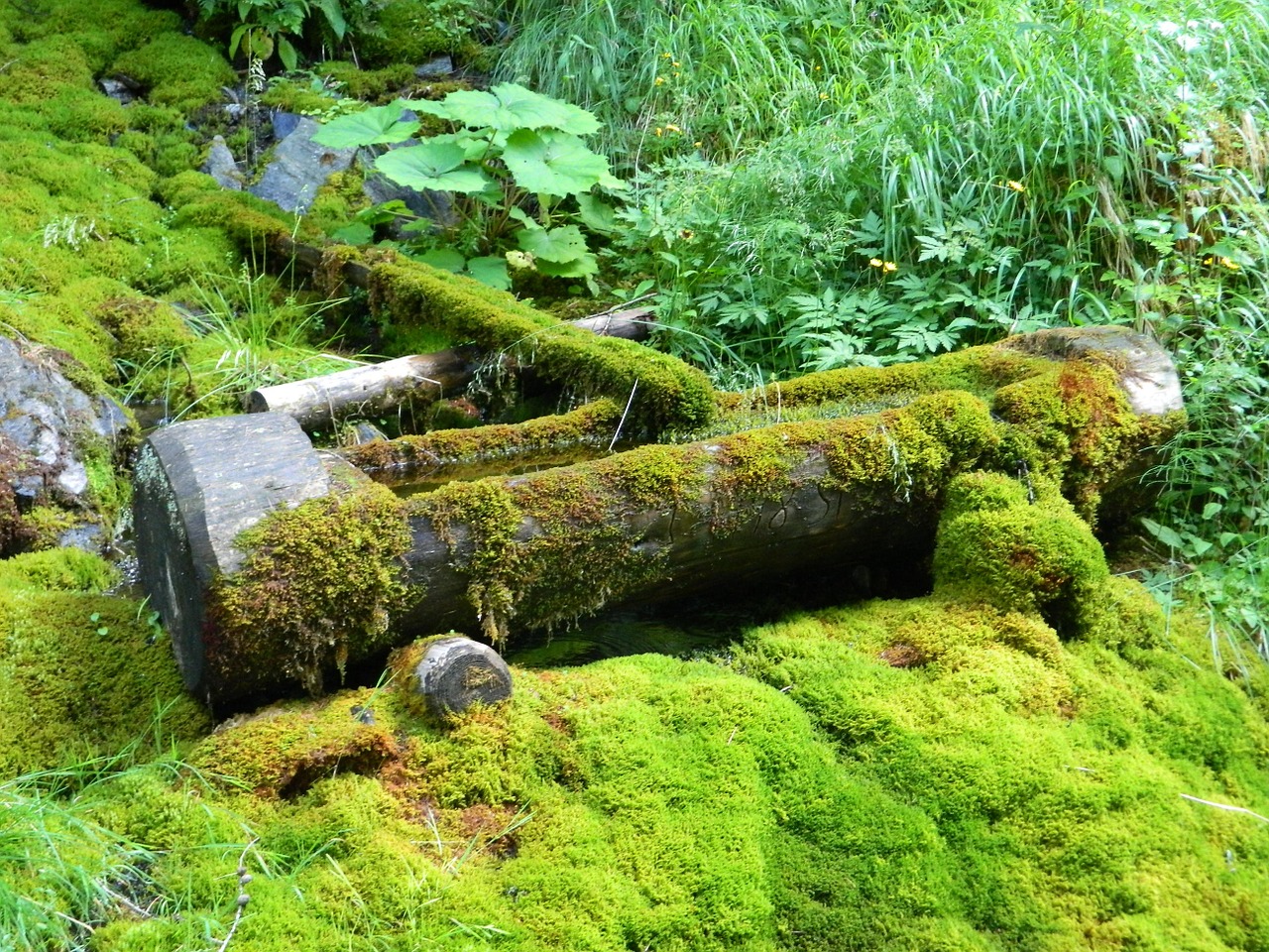 the well water moss free photo