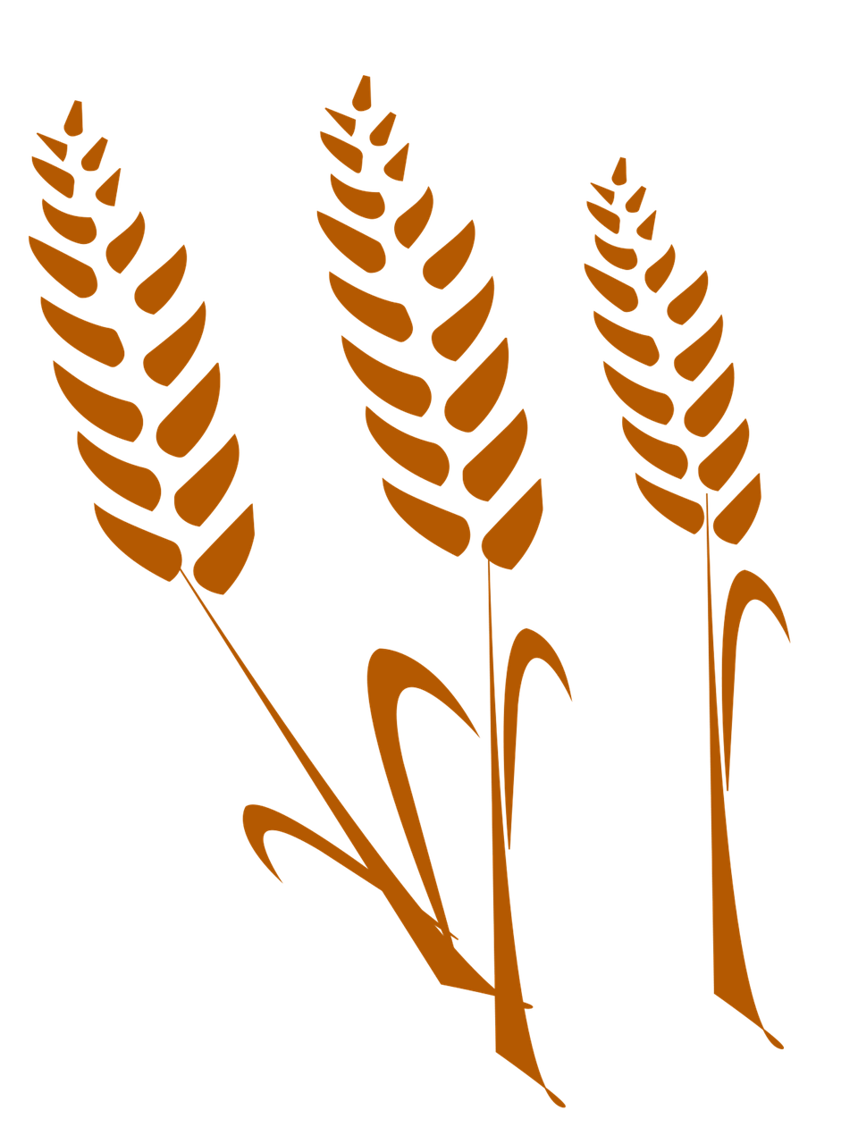 the wheat wheat silhouette drawing free photo