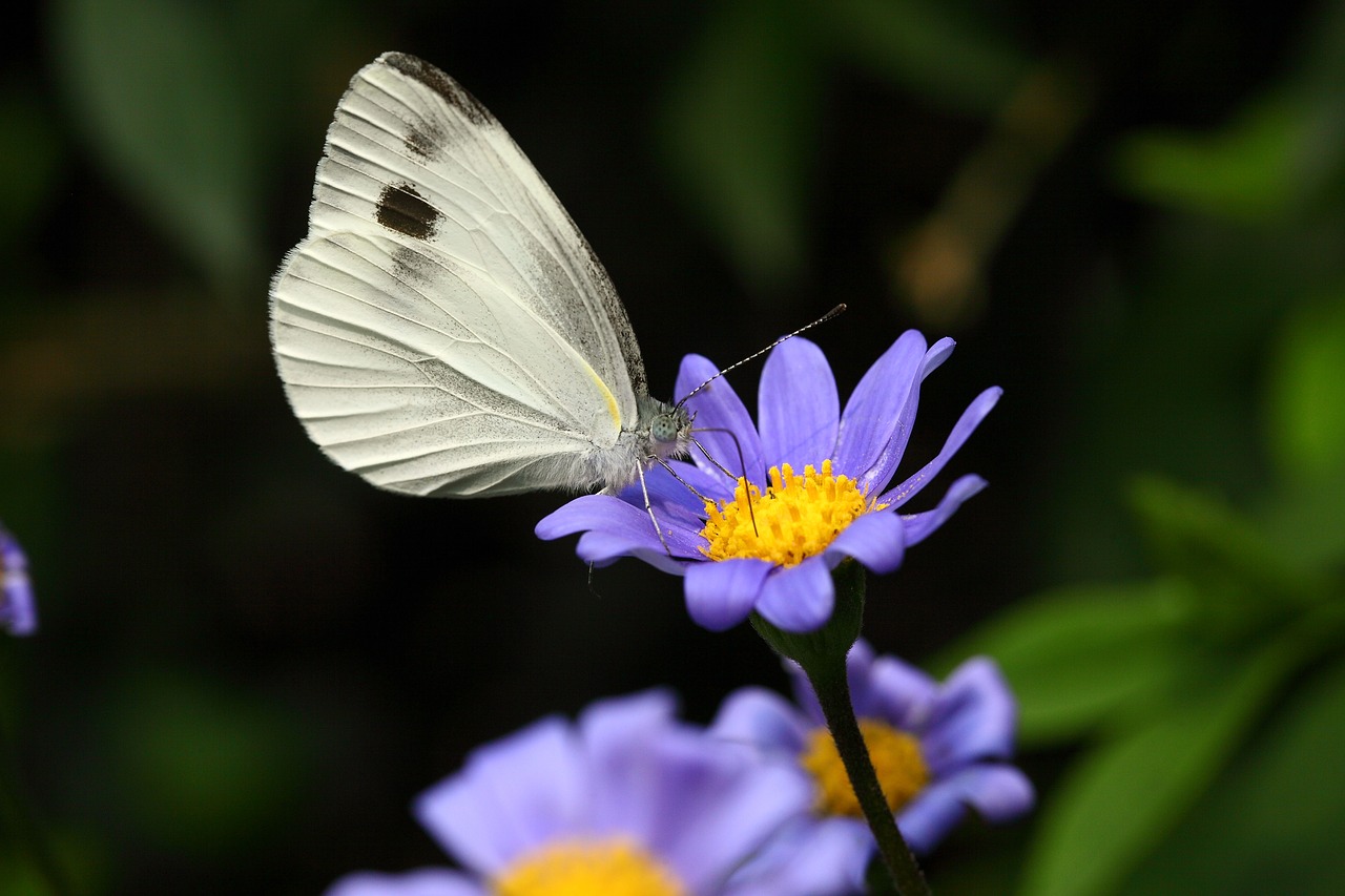 the white one  insects  butterfly free photo